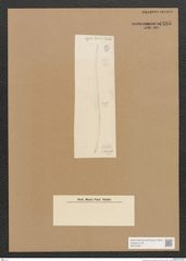 Diatomeae indet. Zeichnungen Sammlung Grunow Nr. 4495 (NHMW-BOT-W0372457)